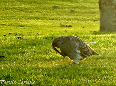 Ortygornis pondicerianus
