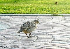 Ortygornis pondicerianus