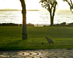 Ortygornis pondicerianus