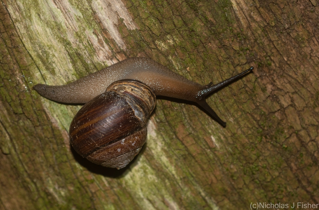 Fraser's Banded Snail from Tamborine Mountain QLD 4272, Australia on