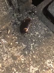 Periplaneta americana