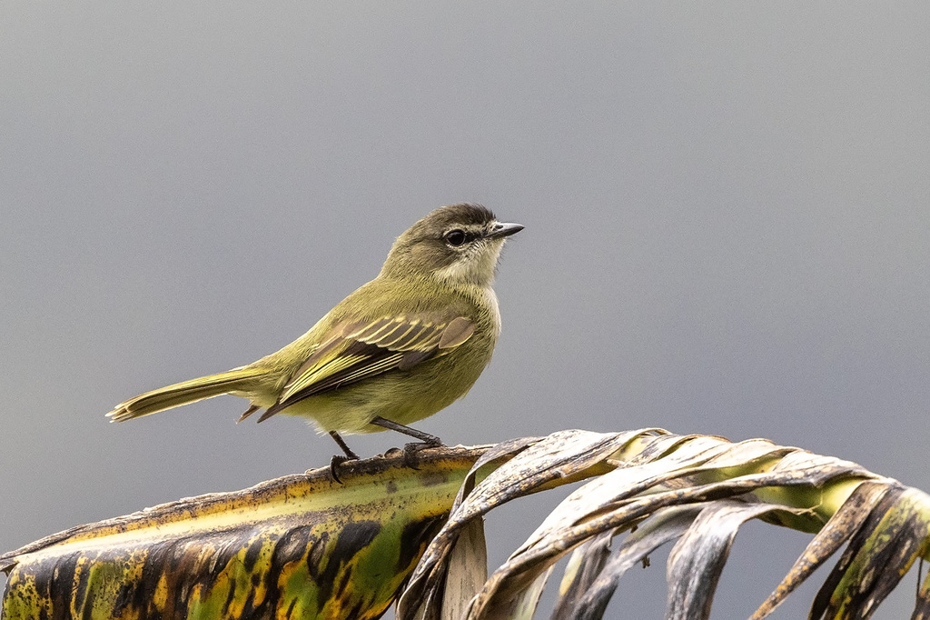 Zimmerius Tyrannulets