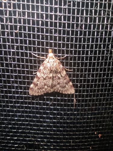 Stored grain moth