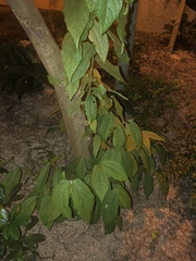 Microcos paniculata
