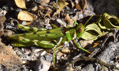 Bootettix argentatus