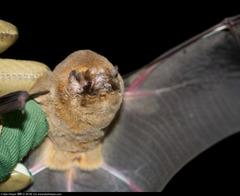 Mormoops megalophylla