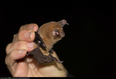 Mormoops megalophylla