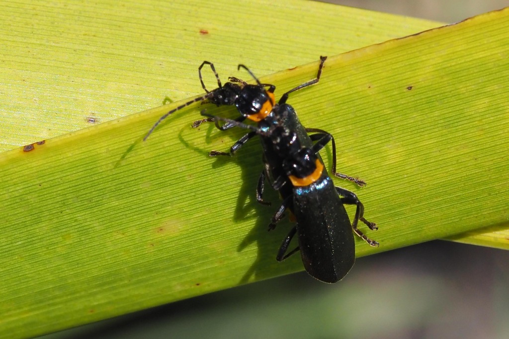 Plague Soldier Beetle from Forster Tuncurry NSW 2428, Australia on
