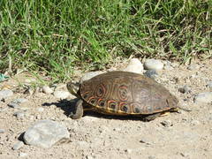 Trachemys venusta cataspila