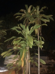 Dracaena fragrans