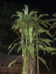 Dracaena fragrans