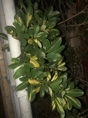 Araliaceae