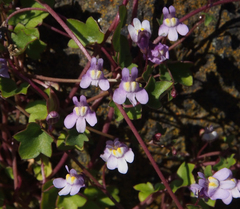 Cymbalaria muralis