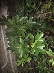 Heptapleurum arboricola