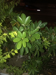 Heptapleurum arboricola