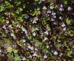 Cymbalaria muralis