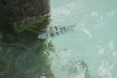 Abudefduf septemfasciatus