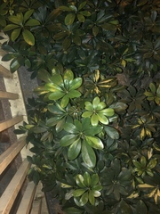 Heptapleurum arboricola