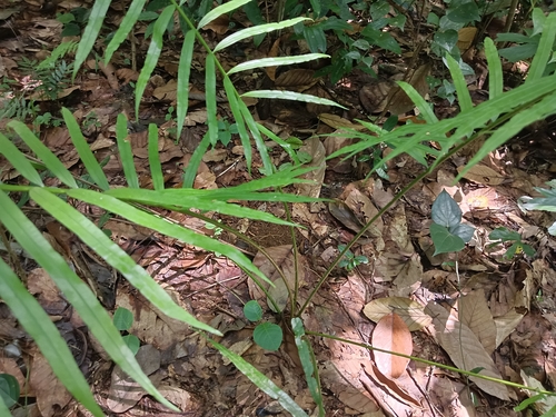 Queen sago (Cycas circinalis)