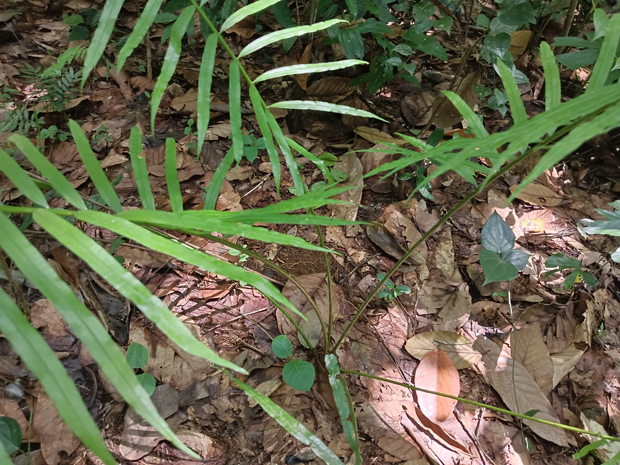 Imagem de Sagu-de-jardim