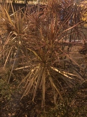 Dracaena reflexa angustifolia