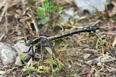 Gomphurus ozarkensis