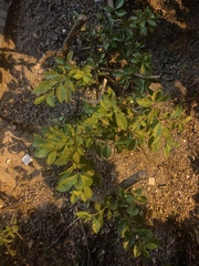 Duranta erecta