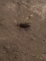 Periplaneta americana