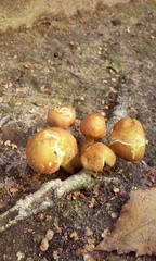 Agaricales