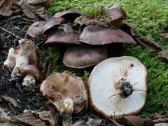 Tricholoma stans