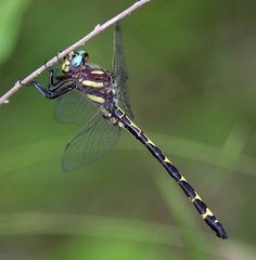 Cordulegaster obliqua