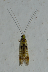 Glenochrysa
