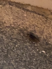 Periplaneta americana