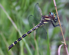 Cordulegaster obliqua