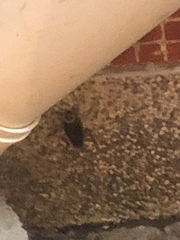 Periplaneta americana