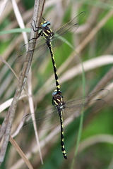 Cordulegaster obliqua