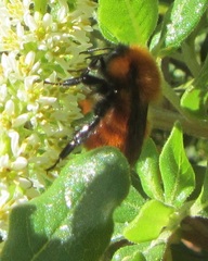Bombus dahlbomii