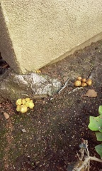 Agaricales