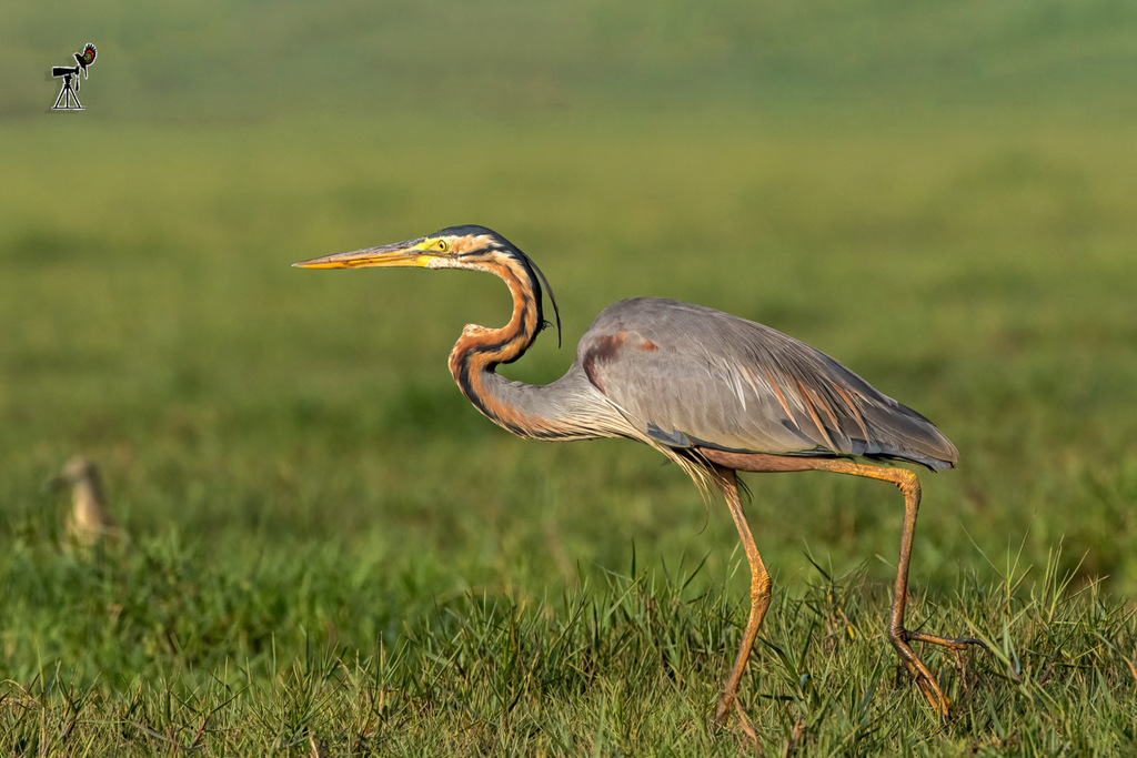 Purple Heron (Ardea purpurea) photo