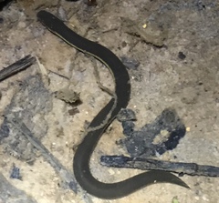 Ichthyophis supachaii