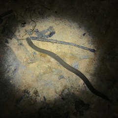 Ichthyophis supachaii