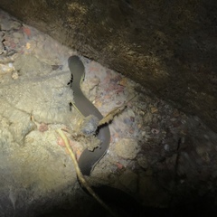 Ichthyophis supachaii