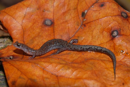 Northern Zigzag Salamander