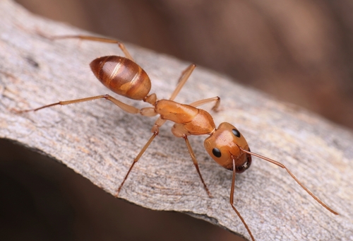 Camponotus clarior · iNaturalist