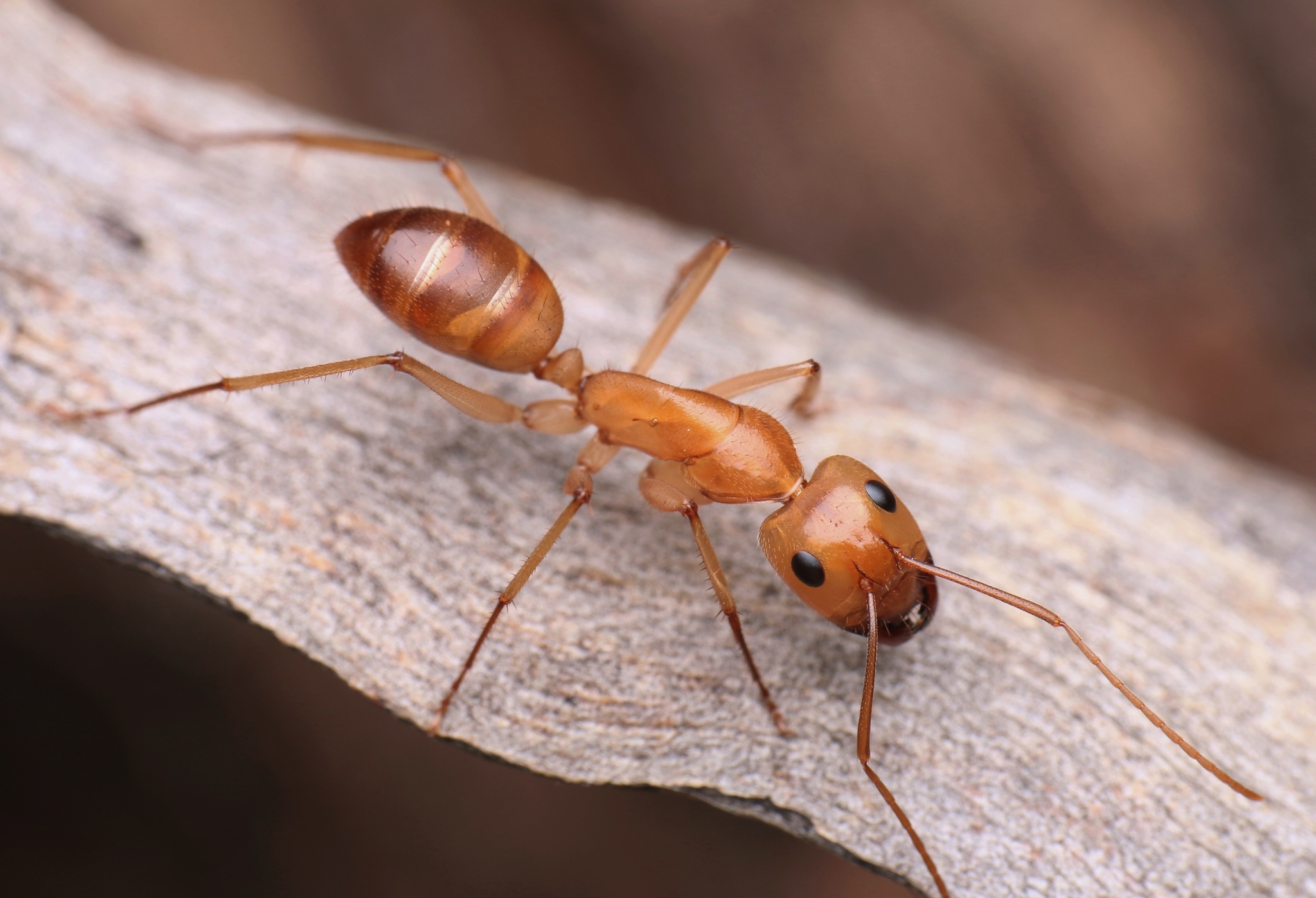 Camponotus clarior