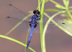 Celithemis verna