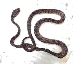 Omkoi Lance-Headed Pit Viper photo 5