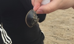 Tachypleus tridentatus