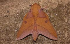 Adeloneivaia apicalis