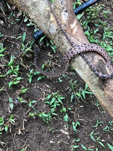 Omkoi Lance-headed Pit Viper